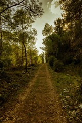 Fototapeta premium arboles del bosque en otoño con rayos de luz al atardecer