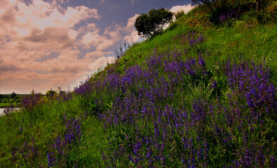 Obraz premium wildflowers on a picturesque slope by the river