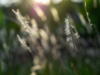 Grass flowers on the evening with blurred background.