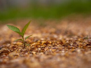 Small growing green plant on the ground in summer.