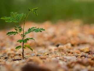Small growing green plant on the ground in summer.