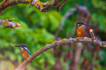 Two Common European Kingfishers or Alcedo atthis perched on a stick above the river and hunting for fish