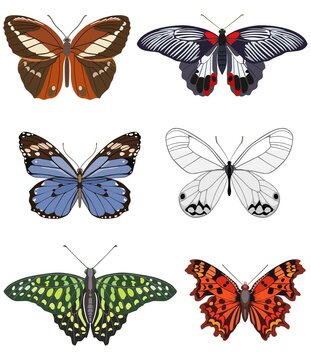 Collection of decorated butterflies of different breeds. Vector illustration