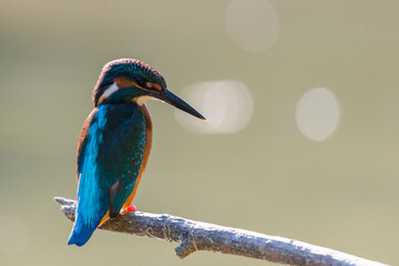 Common European Kingfisher or Alcedo atthis perched on a stick above the river and hunting for fish