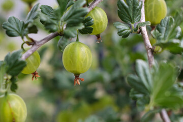 Grüne, reifende Stachelbeeren hängen am Strauch im Garten