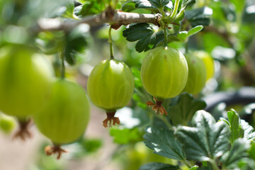 Stachelbeeren im Detail: Nahaufnahme eines Strauchs