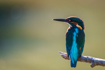 Common European Kingfisher or Alcedo atthis perched on a stick above the river and hunting for fish