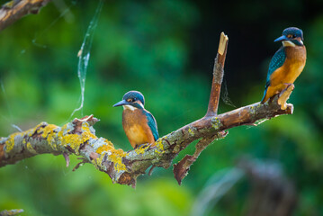 Two Common European Kingfishers or Alcedo atthis perched on a stick above the river and hunting for fish