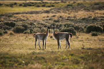 Wildlife. Patagonia fauna. Guanacos in the Andes meadow.  