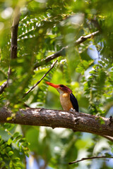 small bird African pygmy kingfisher (Ispidina picta) is a small insectivorous kingfisher, Wondo Genet, Ethiopia Africa safari wildlife