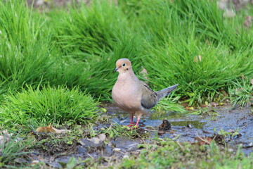 Mourning Dove in Muddy Grass