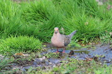 Mourning Dove Eye Contact