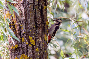 Close up Syrian woodpecker or Dendrocopos syriacus on tree next to its hole.