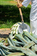 Blue Agave  tequila plant in Mexico