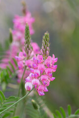 Fototapeta premium Macrophotographie de fleur sauvage - Esparcette à feuilles de vesce - Onobrychis viciifolia