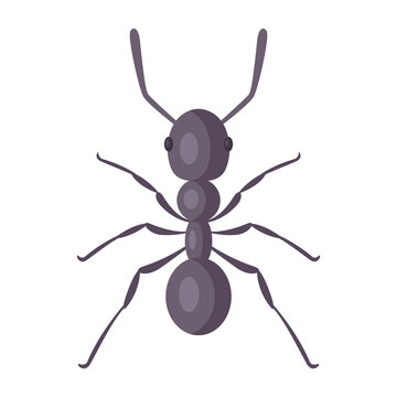 black strong ant on a white background. Flat vector illustration of an insect.