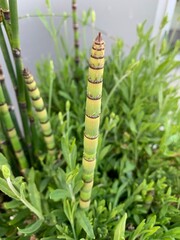 Obraz premium Stachelhalm und Lavendel, Pflanzen