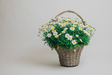 Beautiful bouquet of daisies in a wooden pot and white background