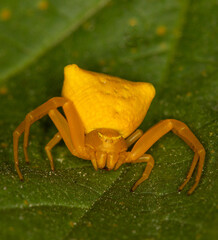 Macrophotographie d'une araignée - Thomise enflée - Thomisus onustus