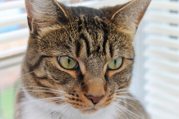 Domestic Tabby household cat