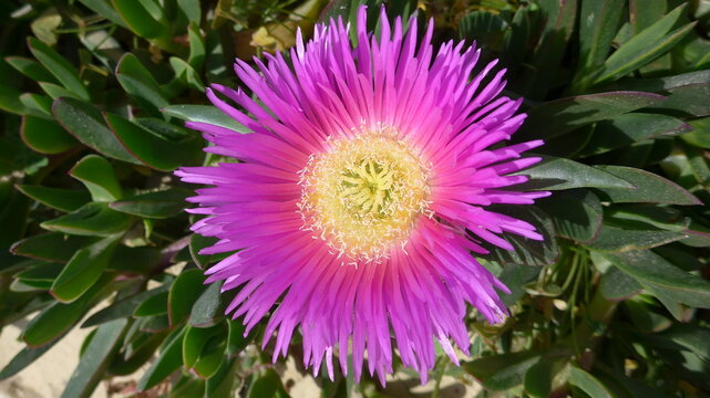 Midday flower with pink blossom.
Close-up of the blossom of a pink midday flower.
Aizoaceae, carpobrotus glaucescens, solanum tuberosum.