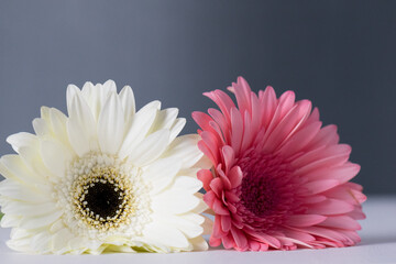 grey pink and white floral background with copy space 