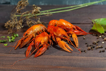River boiled red crayfish against an old gray concrete wall. Boiled crayfish with dill, pepper peas. High quality photo