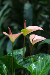 Blossoming pink anthurium in the winter garden.