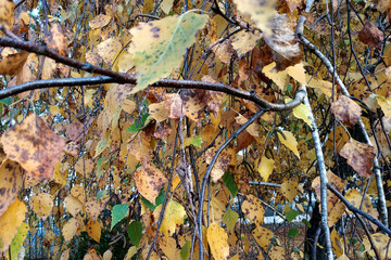 autumn leaves background