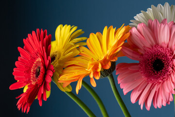 stunning bunch of multi coloured daisy flowers 