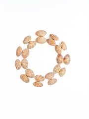 Sea washed vongole shells on a white background.