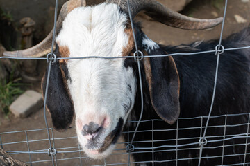 cute goat looking through fence on farm 