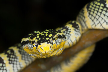 Tropidolaemus wagleri female looking into the camera showing parts of her body closeup. the snake is on a branch of a tree. 
