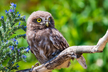 Little owl or Athene noctua on wooden branch with flowers