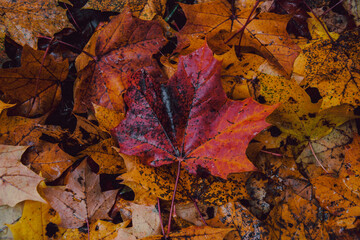 Bright yellow leaves lying on the ground
