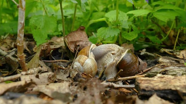 Couple two big brown snails on the moss on the background of green grass, a pair of snails, wildlife, beautiful nature. 