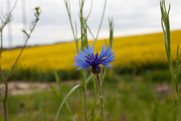 Blue cornflowers on a background of yellow fields.