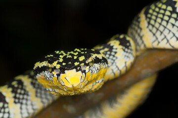 Tropidolaemus wagleri female looking into the camera showing parts of her body. the snake is on a branch of a tree. 