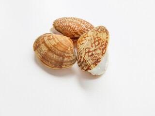 Sea washed vongole shells on a white background.