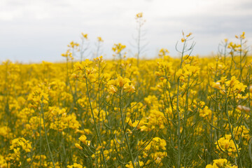 Obraz premium Yellow rapeseed field. Rapeseed color.