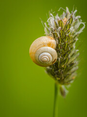 Ślimak na trawie © Sawomir