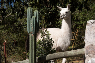 Obraz premium llama domestic animal from the highlands