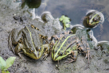 Adult Marsh frogs or Pelophylax ridibundus (syn. Rana ridibunda). June, Belarus