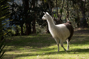 Fototapeta premium llama domestic animal from the highlands