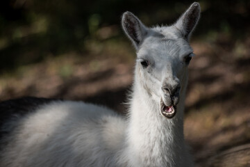 Obraz premium llama domestic animal from the highlands