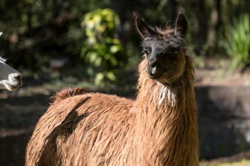 llama domestic animal from the highlands