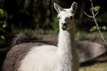 llama domestic animal from the highlands