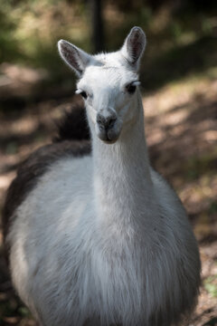 llama domestic animal from the highlands