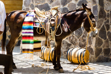 Tequila Donkey in ranch in mexico