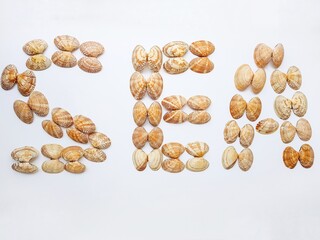 Sea washed vongole shells on a white background.